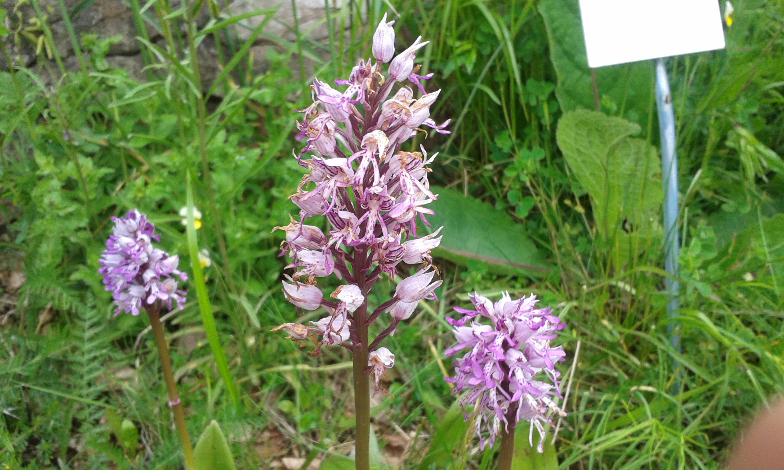 Orchidea militare