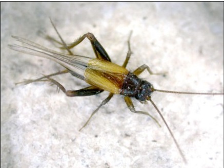 grillo 1