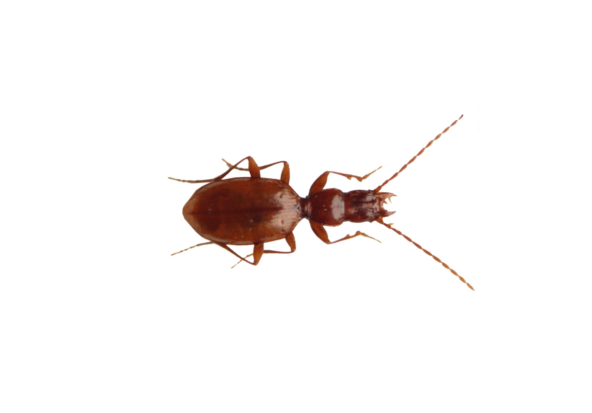 Orotrechus